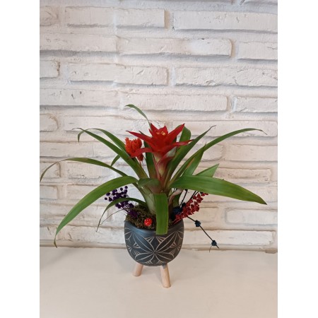 Ayaklı Saksıda  Mini Guzmania Çiçeği